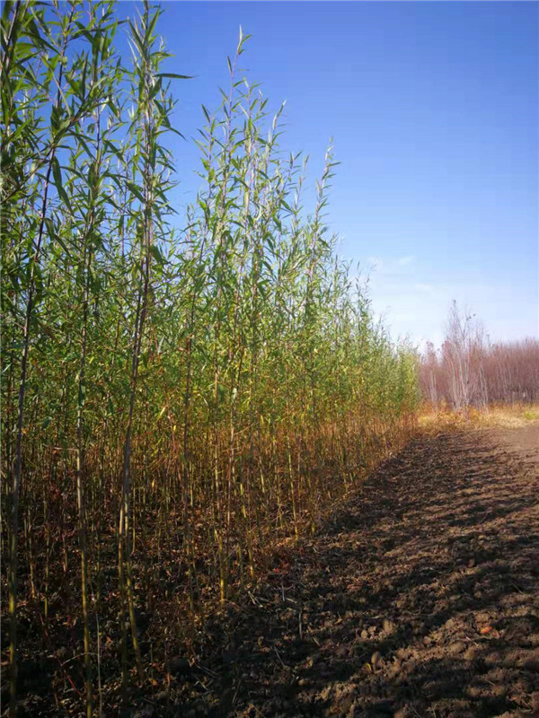 速生竹柳批发报价 速生竹柳种植基地