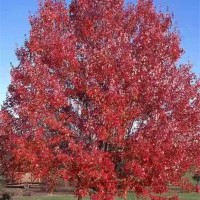 美国红枫—秋火焰