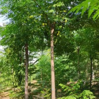 苦楝 绿化树 工程绿化 景观 树苗 嫁接 移植