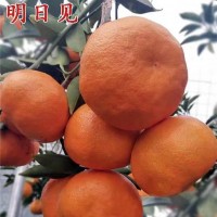 上饶柑橘苗批发基地