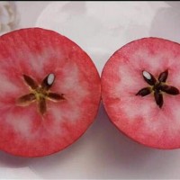 红色之爱苹果苗繁育基地 红色之爱苹果苗供应价格