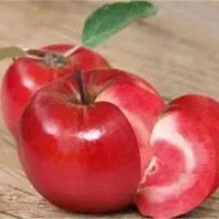 红色之爱苹果苗供应价格 红色之爱苹果苗繁育基地