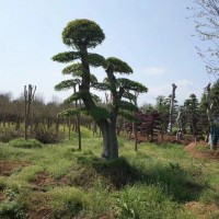 湖南造型榆树基地，18公分造型榆树哪里便宜，厂家直销造型榆树