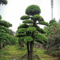 上海精品云片造型榆树价格，30公分造型榆树，20公分造型榆树