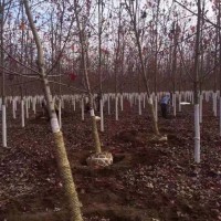 美国红枫小苗种植培育基地 江苏南京美国红枫