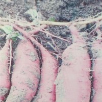 陕西红薯苗采购价格 陕西红薯苗育苗基地