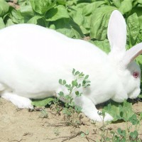 贵州獭兔种兔养殖繁育基地    山东利民种兔养殖场