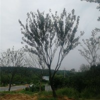 滁州单杆朴树供应价格 滁州单杆朴树培育基地