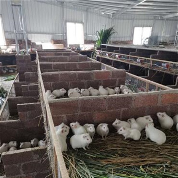 福建白豚种苗收购批发 福建白豚种苗培育基地