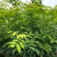 鄂西红豆树袋苗供应价格 鄂西红豆树袋苗培育基地