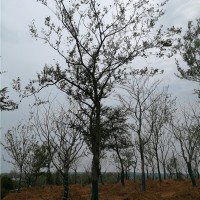 滁州单杆朴树培育基地 滁州单杆朴树供应价格