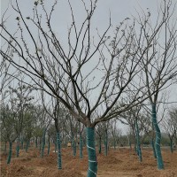 安徽单杆朴树培育基地 安徽单杆朴树供应价格