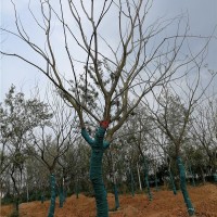安徽单杆朴树培育基地 安徽单杆朴树供应价格