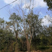 滁州单杆朴树培育基地 滁州单杆朴树供应价格