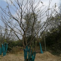滁州多杆丛生朴树培育基地 滁州多杆丛生朴树供应价格