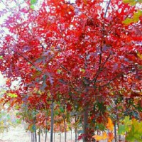 北美红栎树苗培育基地 北美红栎树苗供应商