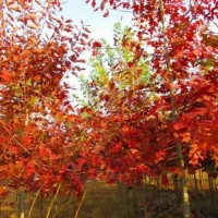 欧洲红栎树苗培育基地 欧洲红栎树苗批发价格