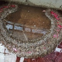 水蛭幼苗培育技术 水蛭幼苗养殖基地