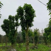 宜宾黄桷兰树批发价格 宜宾黄桷兰树种植基地