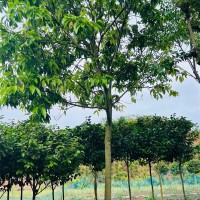 重庆黄桷兰树种植基地 重庆黄桷兰树批发价格